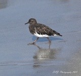 Black Turnstone, Glass Beach