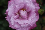 Drenched Camelia