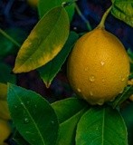 Lemon Tree after the Rain - December 2021