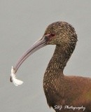 White-faced Ibis