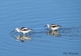 American Avocets