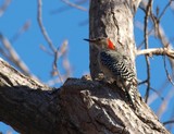 Red-Bellied Woodpecker 020