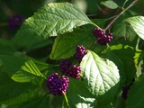 October Beautyberry