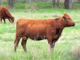 Limousin Cow Posing