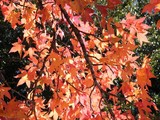 Sweetgum Glory