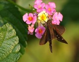 Clouded Skipper 145