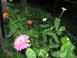 More Zinnias