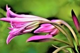 CRINUM LILY .