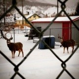 deer threw fence