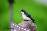 Tree Swallow