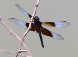 Male Widow Skimmer (V)