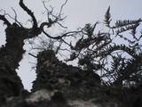 Tree Trunk Detail