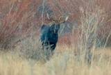 morning Moose