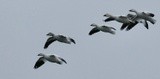 Snow Geese