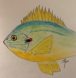 Sunfish 22 JD (3)