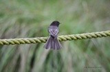 Black Phoebe 