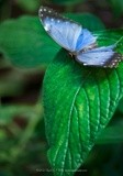 Blue Morpho Butterfly, P0112