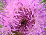 Inside of a Thistle Blossom 2