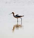 American Avocet 080