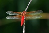 Neon Skimmer, TWU