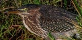 Green Heron - DSC_1239