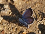 Eastern Tailed Blue Butterfly, SCNP