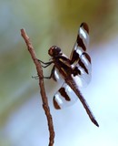 Twelve-Spotted Skimmer (V)