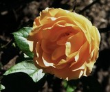 soft golden rose