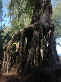 Beach Tree