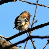 COMMON CHAFFING.....  (PINSON )