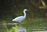 SNOWY EGRET