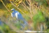 Great Egret