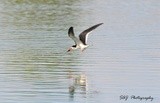 Black Skimmer 