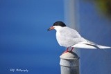 Forsters Tern 
