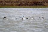 Hagerman Buffleheads