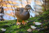 Female Mallard Duck II