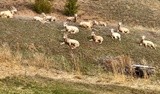 Big Horn Sheep sunning themselves