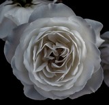 White Rose - April 2019