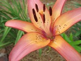 Orange Lily