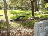 Peacock & Ambiance Dunedin, FL Cemetery