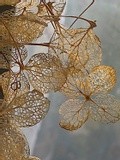 NATURAL EMBROIDERY . DRIED HYDRANGEA