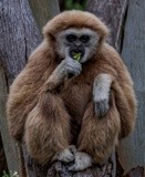 Gibbon - September 2023