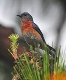 WESTERN BLUEBIRD