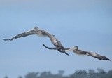 Brown Pelicans