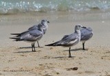 Laughing Gull