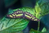Malachite Butterfly P0154