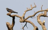 Juvenile Mississippi Kite