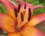 Orange Lily