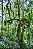 Rainforest Twist