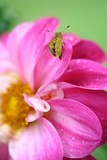 A Drying of Wings